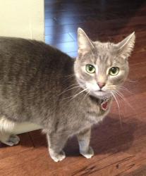 Lost Female Cat last seen Centennial and Palmer Burlington, Burlington, ON L7M 1C2