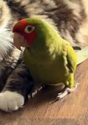 Lost Unknown Bird last seen Haven av , Michael dr. Bay rd, Redwood City, CA 94063