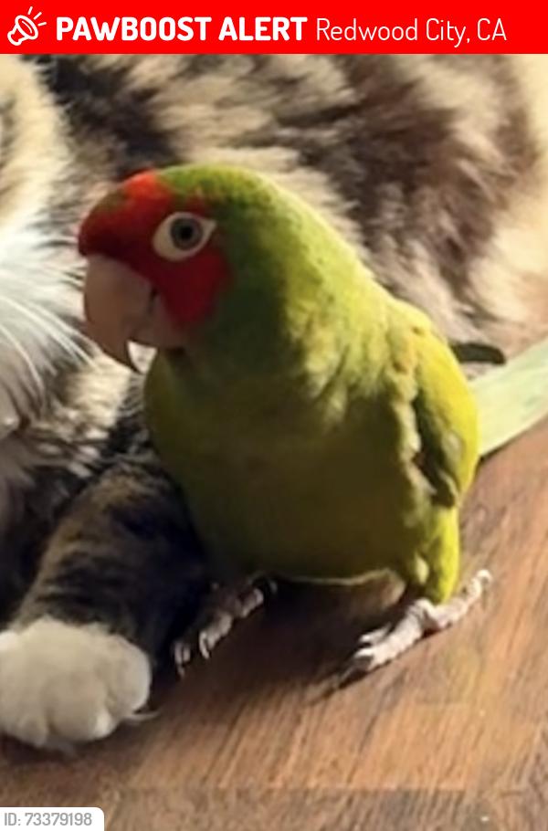 Lost Unknown Bird last seen Haven av , Michael dr. Bay rd, Redwood City, CA 94063
