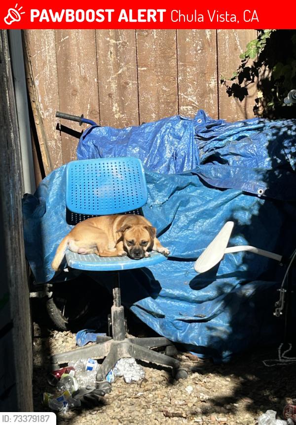 Lost Male Dog last seen Third Ave & I st, Chula Vista, CA 91910
