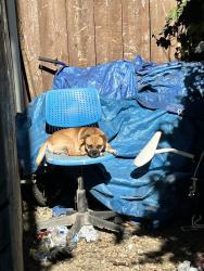 Lost Male Dog last seen Third Ave & I st, Chula Vista, CA 91910