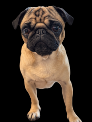 Lost Male Dog last seen Northpoint Neighborhood, Roswell, GA 30075