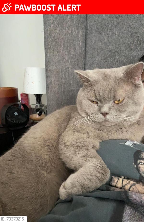 Lost Male Cat last seen Bd5 Bradford, West Yorkshire, England BD5