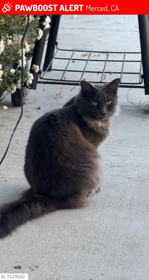 Lost Female Cat last seen San Pedro ave / Winder ave., Merced, CA 95341