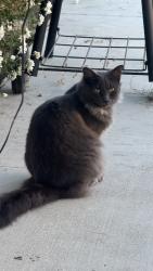 Lost Female Cat last seen San Pedro ave / Winder ave., Merced, CA 95341