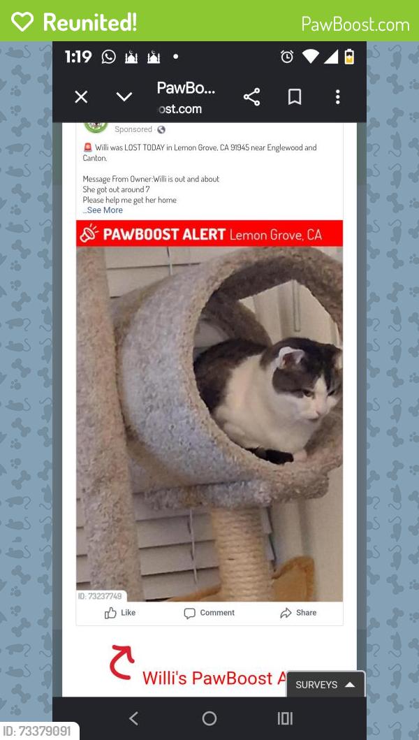 Reunited Female Cat last seen Near Englewood Dr, Lemon Grove, CA 91945, USA, Lemon Grove, CA 91945