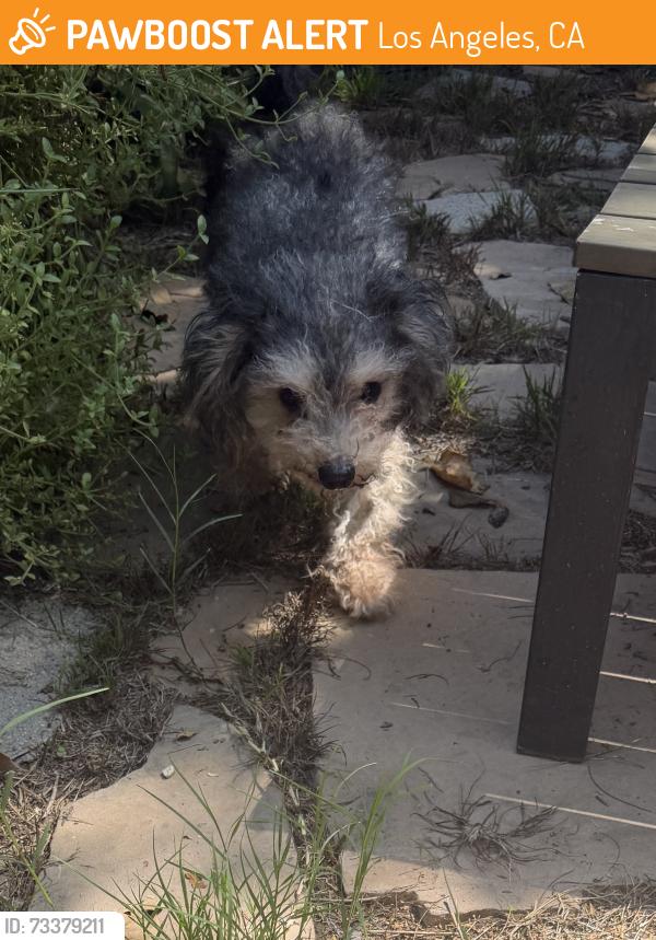 Found/Stray Male Dog last seen Exposition Blvd and La Salle Ave, Los Angeles CA, Los Angeles, CA 90062