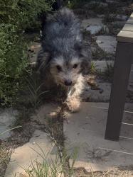 Found/Stray Male Dog last seen Exposition Blvd and La Salle Ave, Los Angeles CA, Los Angeles, CA 90062