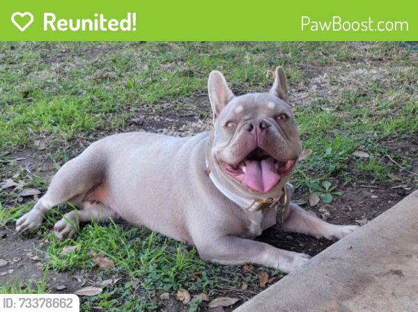 Reunited Female Dog last seen Near River Rd, New Braunfels, TX 78132, USA, New Braunfels, TX 78132