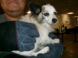 Shelter Stray Male Dog last seen , West Valley Animal Shelter, 20655 Plummer St, Chatsworth, CA 91311, USA