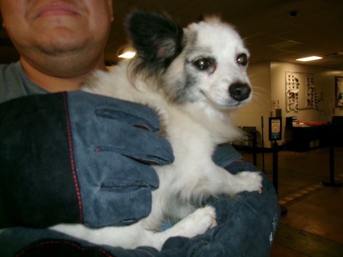 Shelter Stray Male Dog last seen , West Valley Animal Shelter, 20655 Plummer St, Chatsworth, CA 91311, USA