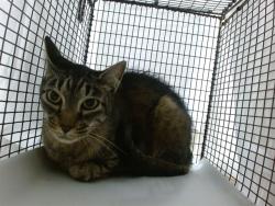 Shelter Stray Male Cat last seen Near BLOCK SW 117 AVE, 3599 NW 79th Ave, Doral, FL 33122, USA