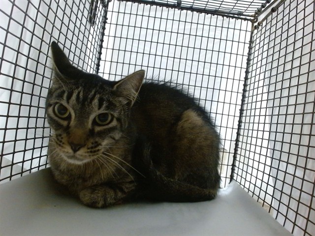 Shelter Stray Male Cat last seen Near BLOCK SW 117 AVE, 3599 NW 79th Ave, Doral, FL 33122, USA