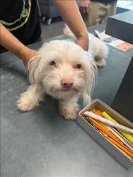 Shelter Stray Female Dog last seen , West Valley Animal Shelter, 20655 Plummer St, Chatsworth, CA 91311, USA