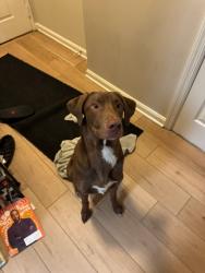 Lost Male Dog last seen Near north Taft street, Arlington, VA 22201