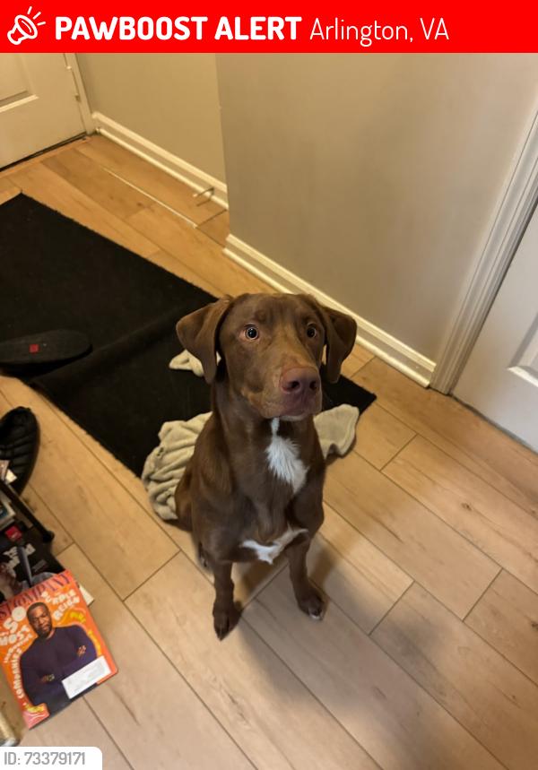 Lost Male Dog last seen Near north Taft street, Arlington, VA 22201