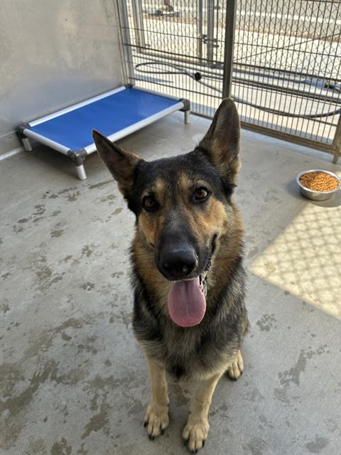 Shelter Stray Male Dog last seen , 600 Aviation Dr, Camarillo, CA 93010, USA