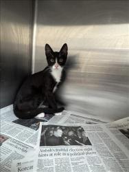 Shelter Stray Male Cat last seen , 3201 Lacy St, Los Angeles, CA 90031, USA
