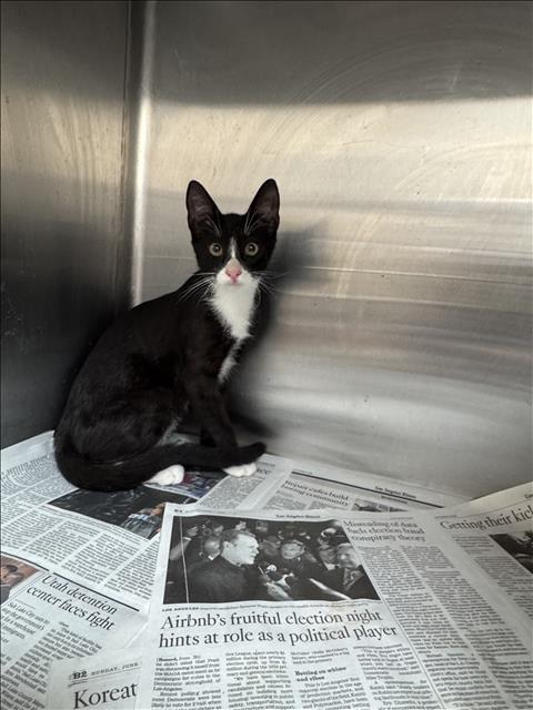 Shelter Stray Male Cat last seen , 3201 Lacy St, Los Angeles, CA 90031, USA