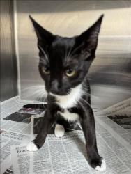 Shelter Stray Male Cat last seen , 3201 Lacy St, Los Angeles, CA 90031, USA
