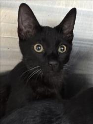 Shelter Stray Male Cat last seen , 3201 Lacy St, Los Angeles, CA 90031, USA