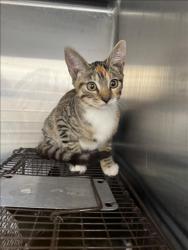 Shelter Stray Female Cat last seen , 3201 Lacy St, Los Angeles, CA 90031, USA