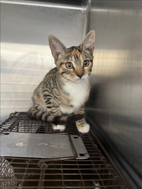 Shelter Stray Female Cat last seen , 3201 Lacy St, Los Angeles, CA 90031, USA