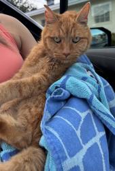 Reunited Unknown Cat last seen Port St. Lucie, Port St. Lucie, FL 34986