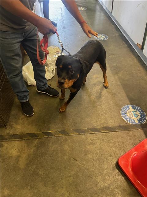 Shelter Stray Female Dog last seen , 1850 W 60th St, Los Angeles, CA 90047, USA