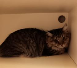 Shelter Stray Male Cat last seen CONGRESS ST, 19640 Dogpatch Ln, Land O' Lakes, FL 34638, USA