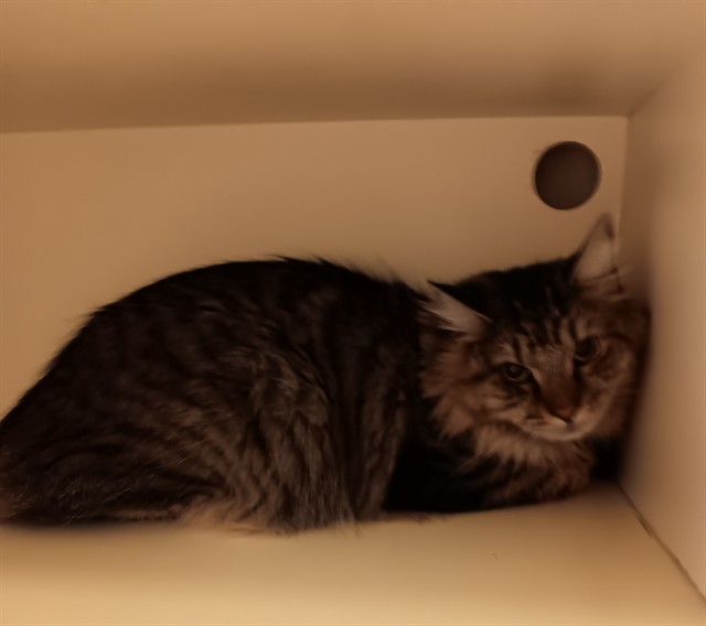 Shelter Stray Male Cat last seen CONGRESS ST, 19640 Dogpatch Ln, Land O' Lakes, FL 34638, USA