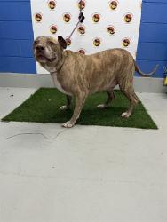 Shelter Stray Male Dog last seen AREVEE DR & KING HELIE BLVD, 19640 Dogpatch Ln, Land O' Lakes, FL 34638, USA