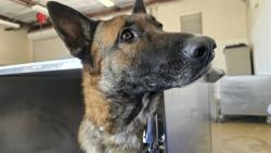 Shelter Stray Female Dog last seen Near BLOCK RUBIDOUX BL, JURUPA VALLEY, CA, 6851 Van Buren Boulevard, Jurupa Valley, CA 92509, USA