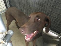 Shelter Stray Male Dog last seen Near BLOCK PIERCE ST, RIVERSIDE CA 92505, 6851 Van Buren Boulevard, Jurupa Valley, CA 92509, USA