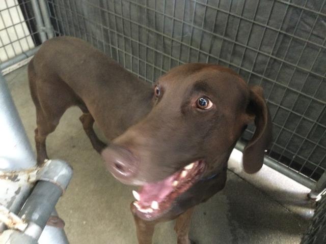 Shelter Stray Male Dog last seen Near BLOCK PIERCE ST, RIVERSIDE CA 92505, 6851 Van Buren Boulevard, Jurupa Valley, CA 92509, USA