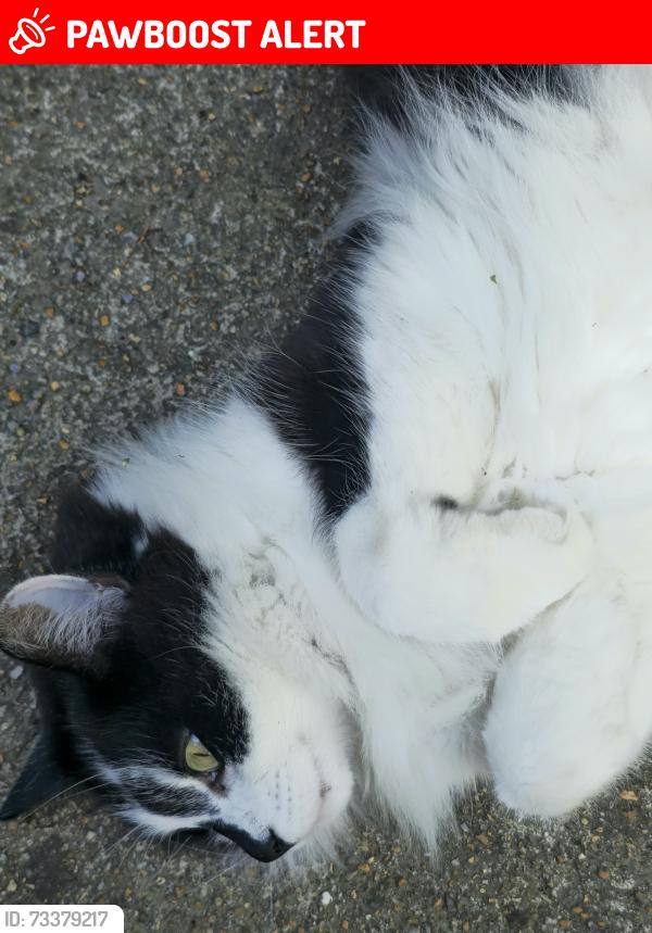 Lost Male Cat last seen Chaucer road, pound hill, Crawley, West Sussex, England RH10 3AR