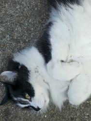 Lost Male Cat last seen Chaucer road, pound hill, Crawley, West Sussex, England RH10 3AR