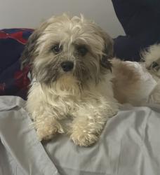 Reunited Male Dog last seen Near Hinsdell PL, Elgin, IL 60120