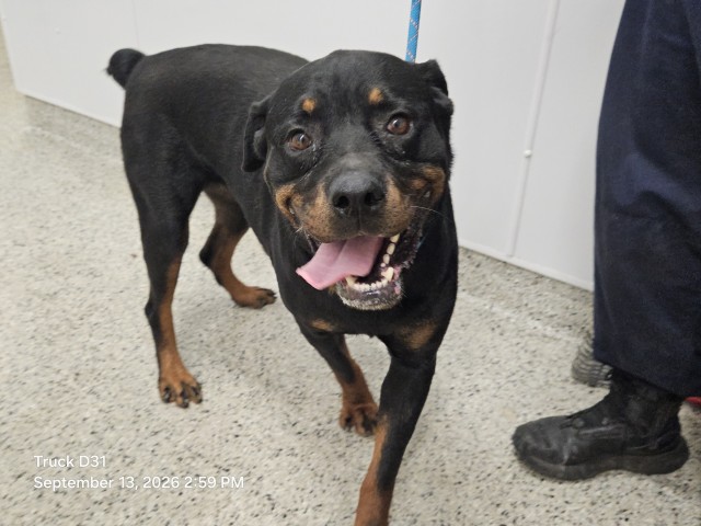 Shelter Stray Female Dog last seen Near BLOCK SCHOOLCRAFT ST, DETROIT, MI 48227, 7401 Chrysler Dr, Detroit, MI 48211, USA
