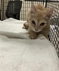 Shelter Stray Male Cat last seen Near BLK E 12TH ST, LONG BEACH, CA 90813, 7700 E Spring St, Long Beach, CA 90815, USA