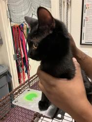 Shelter Stray Male Cat last seen Near BLK E 12TH ST, LONG BEACH, CA 90813, 7700 E Spring St, Long Beach, CA 90815, USA
