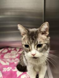 Shelter Stray Female Cat last seen , 11361 W Pico Blvd, Los Angeles, CA 90064, USA