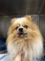Shelter Stray Male Dog last seen , 11361 W Pico Blvd, Los Angeles, CA 90064, USA