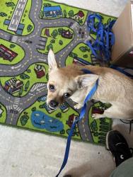 Shelter Stray Female Dog last seen Near BLOCK S MERIDIAN AVE, OKLAHOMA CITY OK 73108, 2811 SE 29th St, Oklahoma City, OK 73129, USA