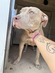 Shelter Stray Female Dog last seen SE 89TH ST / S I-35 SERVICE RD, 2811 SE 29th St, Oklahoma City, OK 73129, USA