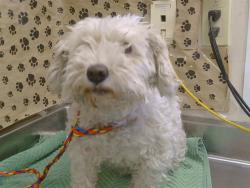 Shelter Stray Female Dog last seen BOWLING DR/FLORIN RD, 95823, 3839 Bradshaw Rd, Sacramento, CA 95827, USA