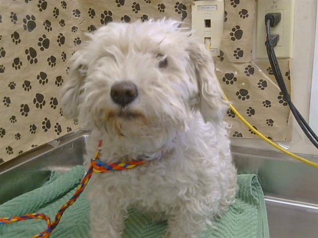 Shelter Stray Female Dog last seen BOWLING DR/FLORIN RD, 95823, 3839 Bradshaw Rd, Sacramento, CA 95827, USA