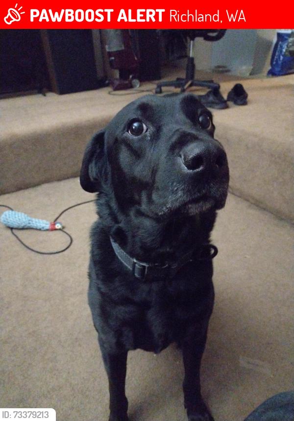 Lost Male Dog last seen Near Judson Ave, Richland, WA 99354