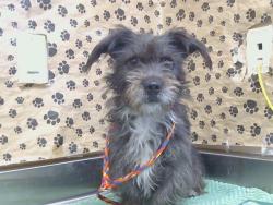 Shelter Stray Female Dog last seen BOWLING DR/FLORIN RD, 95823, 3839 Bradshaw Rd, Sacramento, CA 95827, USA