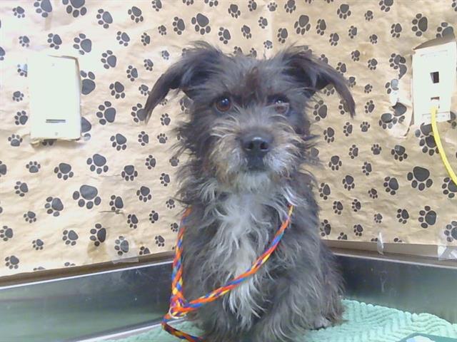 Shelter Stray Female Dog last seen BOWLING DR/FLORIN RD, 95823, 3839 Bradshaw Rd, Sacramento, CA 95827, USA